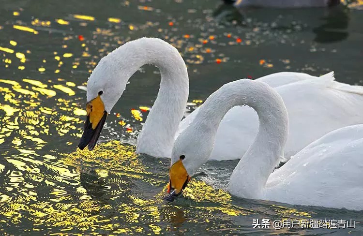 今日科普一下！香港福彩图库官网,百科词条爱好_2024最新更新